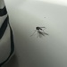 Mosquito by asaaddekelver