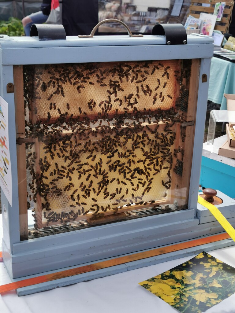 Busy buzzy bees by plainjaneandnononsense