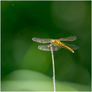 29th Jun 2023 - Dragonfly, immature common darter