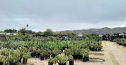 29th Jun 2021 - cactus nursery