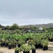cactus nursery by blueberry1222