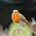 Bobbin the Robin. by wendyfrost