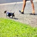 Dog walker  by joemuli