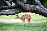 25th Jun 2023 - Baby Antelope