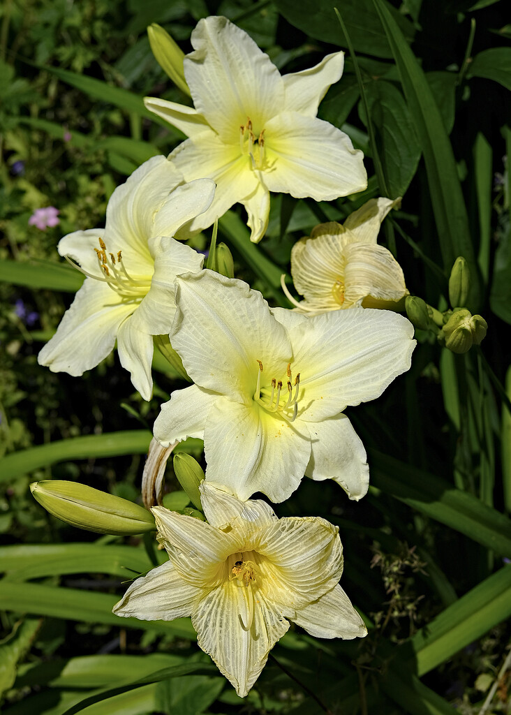 day lilies by kametty