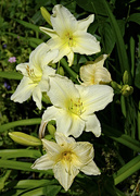 29th Jun 2023 - day lilies