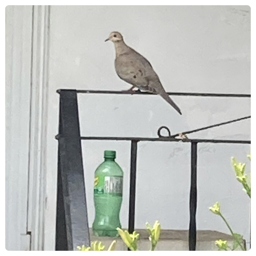 Wild June - Dove Wants a Drink  by spanishliz