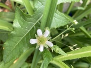 29th Jun 2023 - Little White Flower 