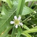 Little White Flower  by spanishliz