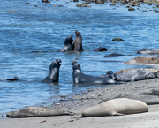 30th Jun 2023 - Young Elephant Seals Sparring