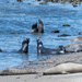 Young Elephant Seals Sparring by nicoleweg