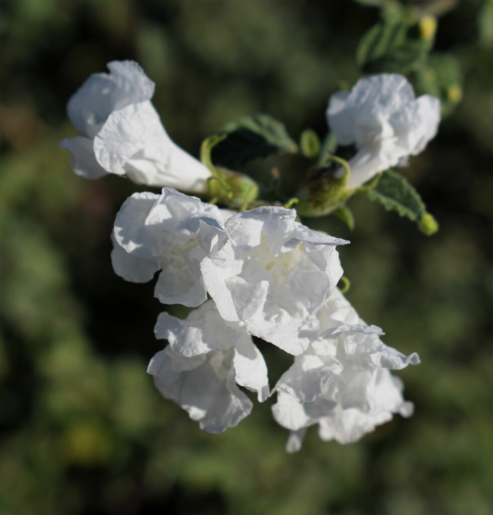 Jun 28 White flowers by sandlily