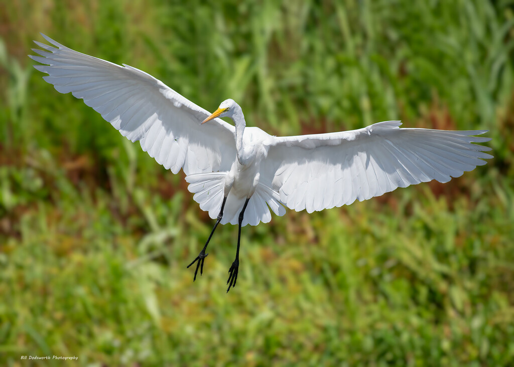 Great White Egret incoming! by photographycrazy