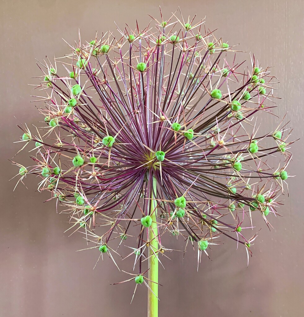 Seed head by happypat