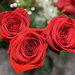 Roses [Google Filler] by rhoing