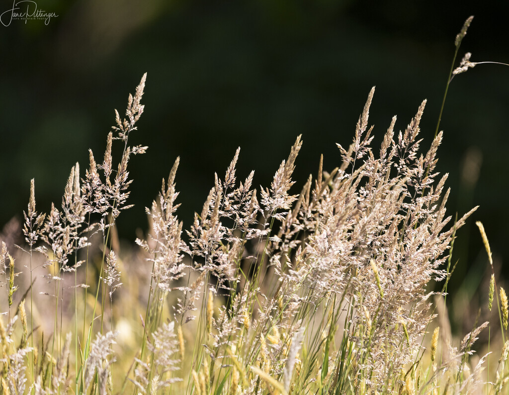 Grasses Blowing in the Wind by jgpittenger