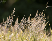 29th Jun 2023 - Grasses Blowing in the Wind