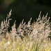 Grasses Blowing in the Wind by jgpittenger