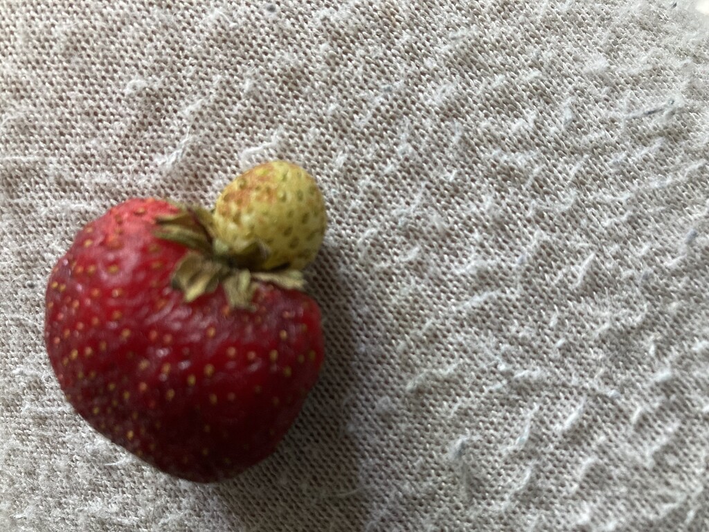 Strange Strawberry  by spanishliz