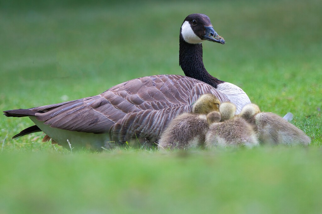 Canada goose with goslings  by okvalle