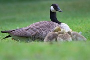 29th Jun 2023 - Canada goose with goslings 