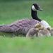 Canada goose with goslings  by okvalle