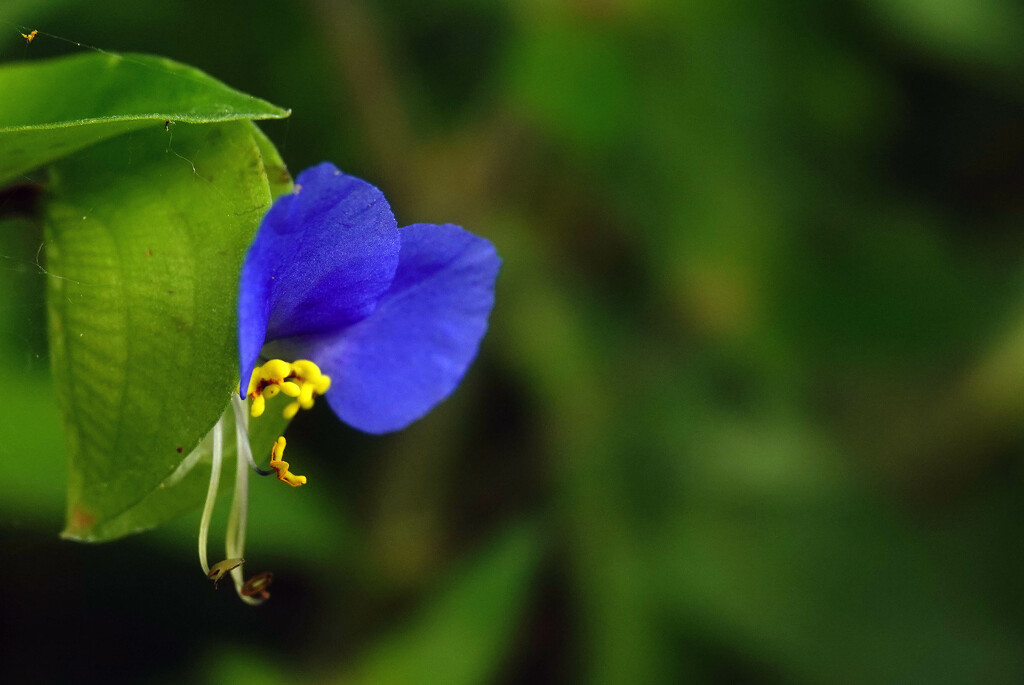 The Unusual Blue Flower by milaniet