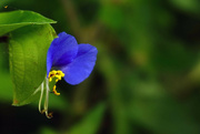 29th Jun 2023 - The Unusual Blue Flower