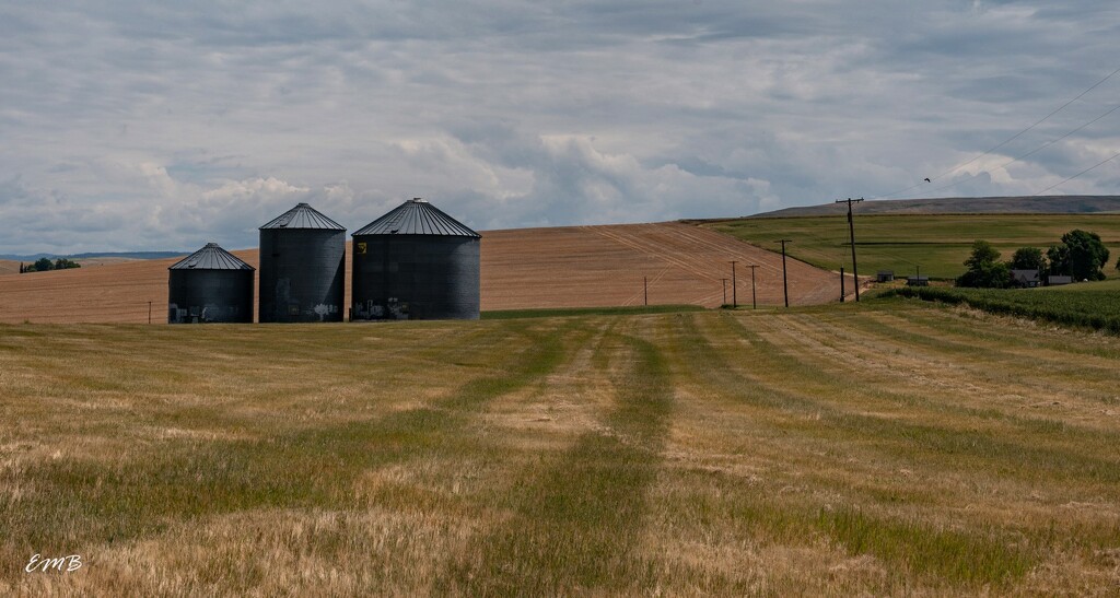 Rural Washington and silos by theredcamera