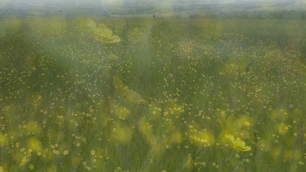 Navigating the buttercup field by helenhall