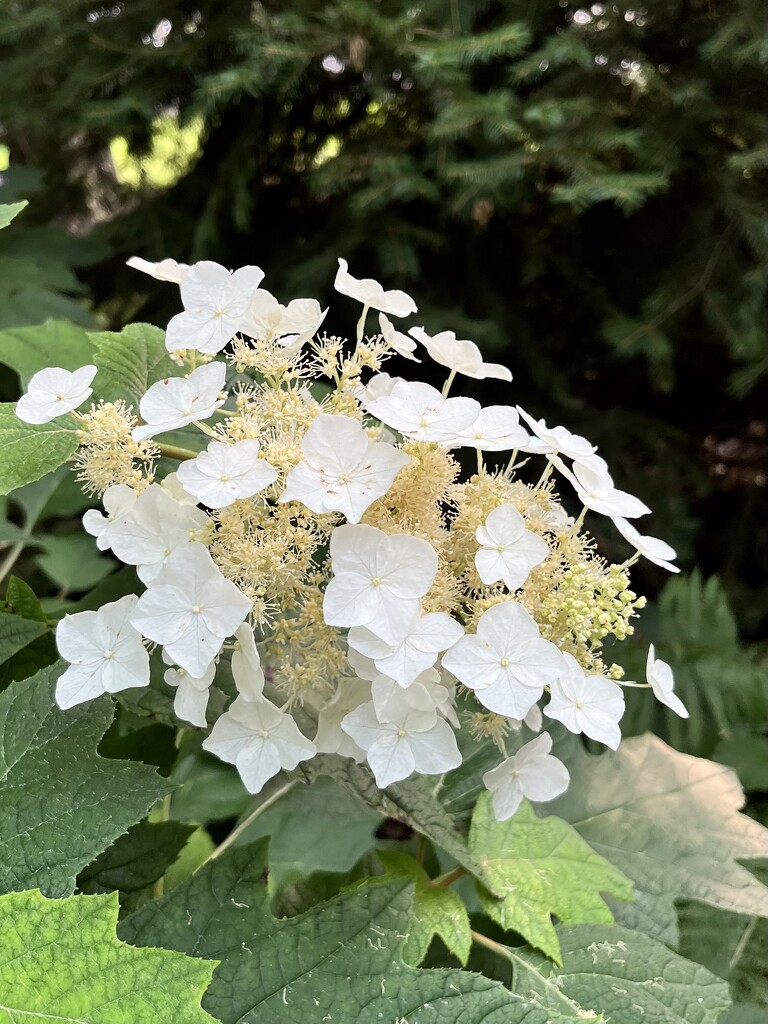 Oakleaf hydrangea by beckyk365