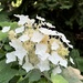 Oakleaf hydrangea by beckyk365