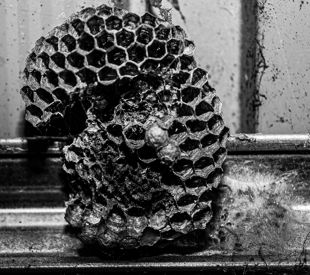 Wasp nest-2 by darchibald