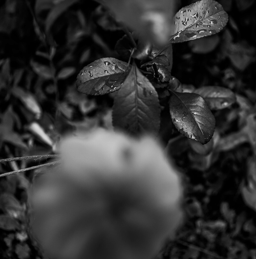 leaves by darchibald