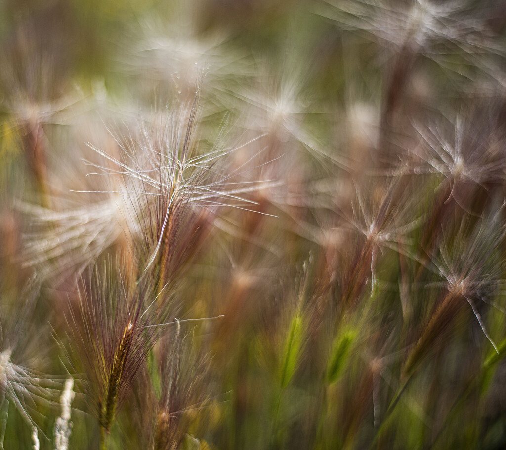grass sparklers by darchibald