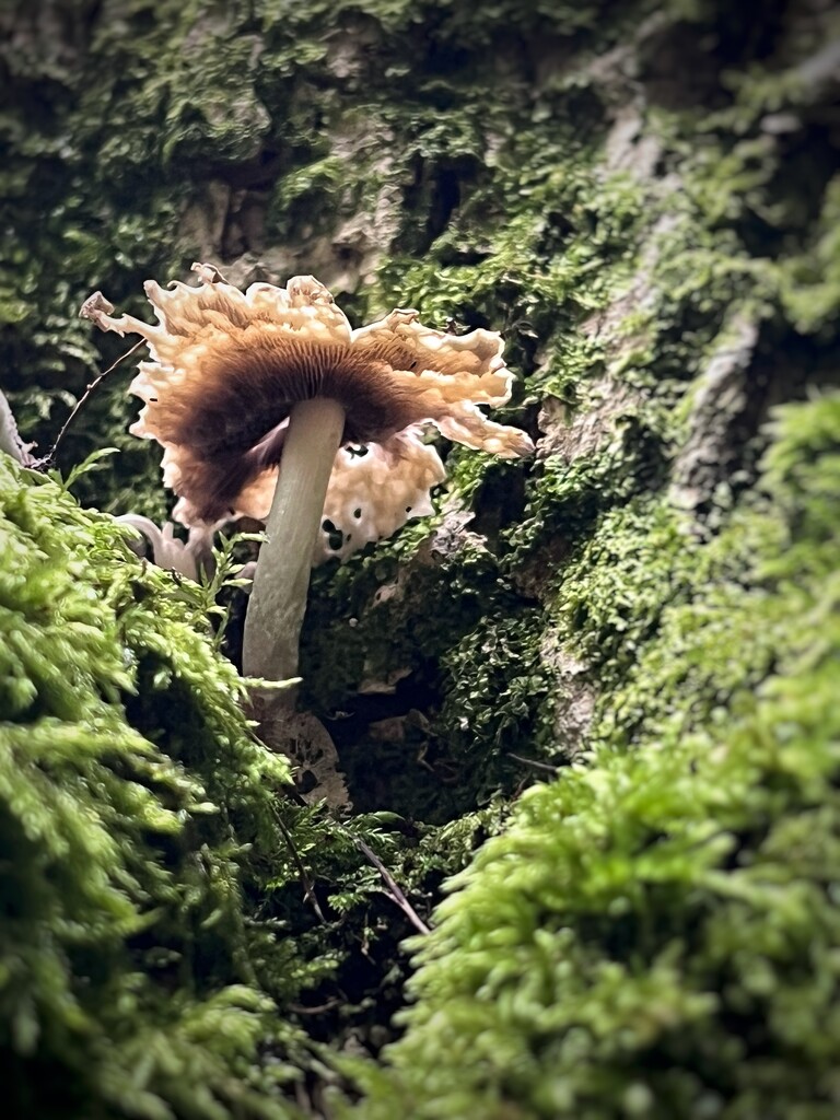 Funky Fungi by gaillambert