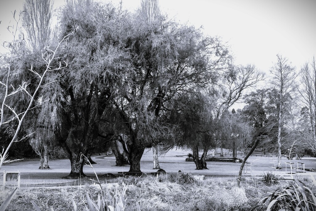 Park trees by sandradavies