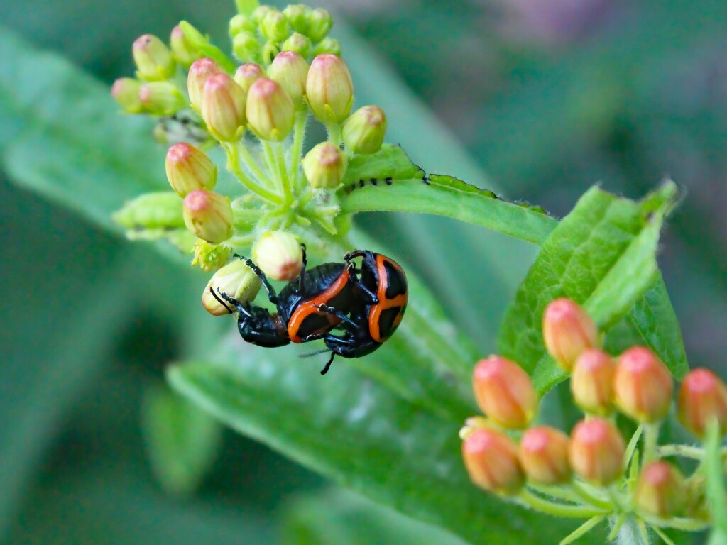 Love In The Asclepias Tuberosa by paintdipper