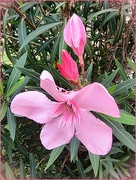 21st Jun 2023 - Blushing Oleander Blossom