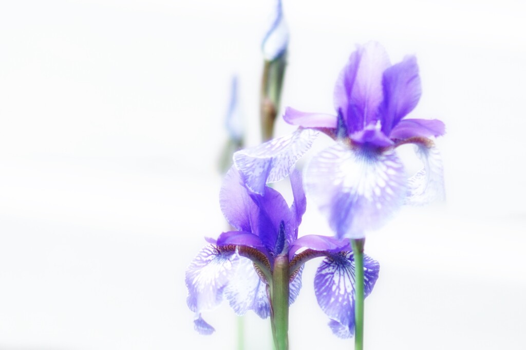 irises edited by amyk