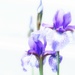 irises edited by amyk