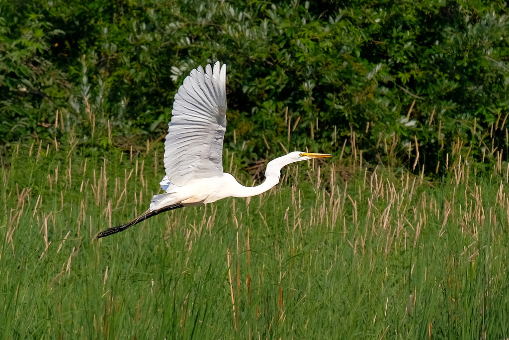 Egret in Flight by tosee