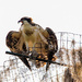The Baby Osprey's are Still Around! by rickster549