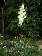 24th Jun 2023 - Yucca flower