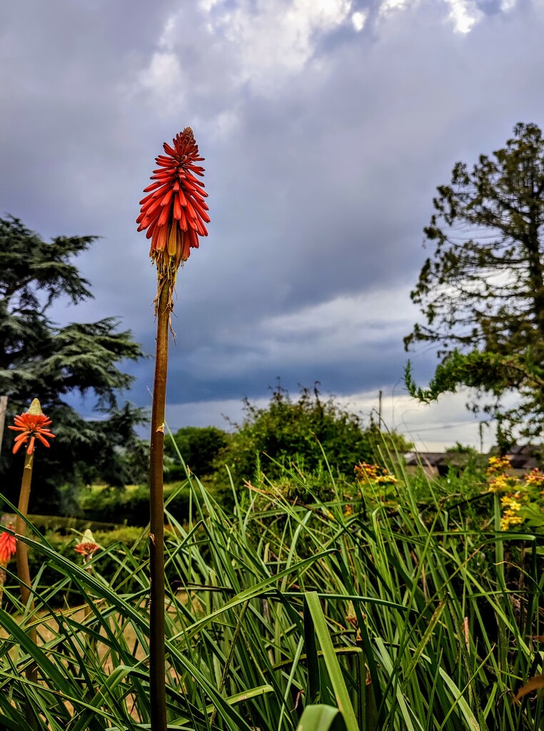 Red hot poker  by boxplayer