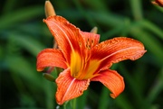 28th Jun 2023 - Orange Lily