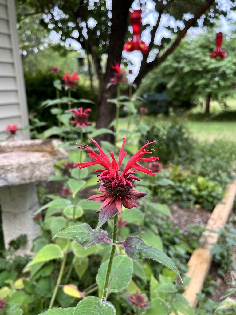 Bee Balm by beckyk365