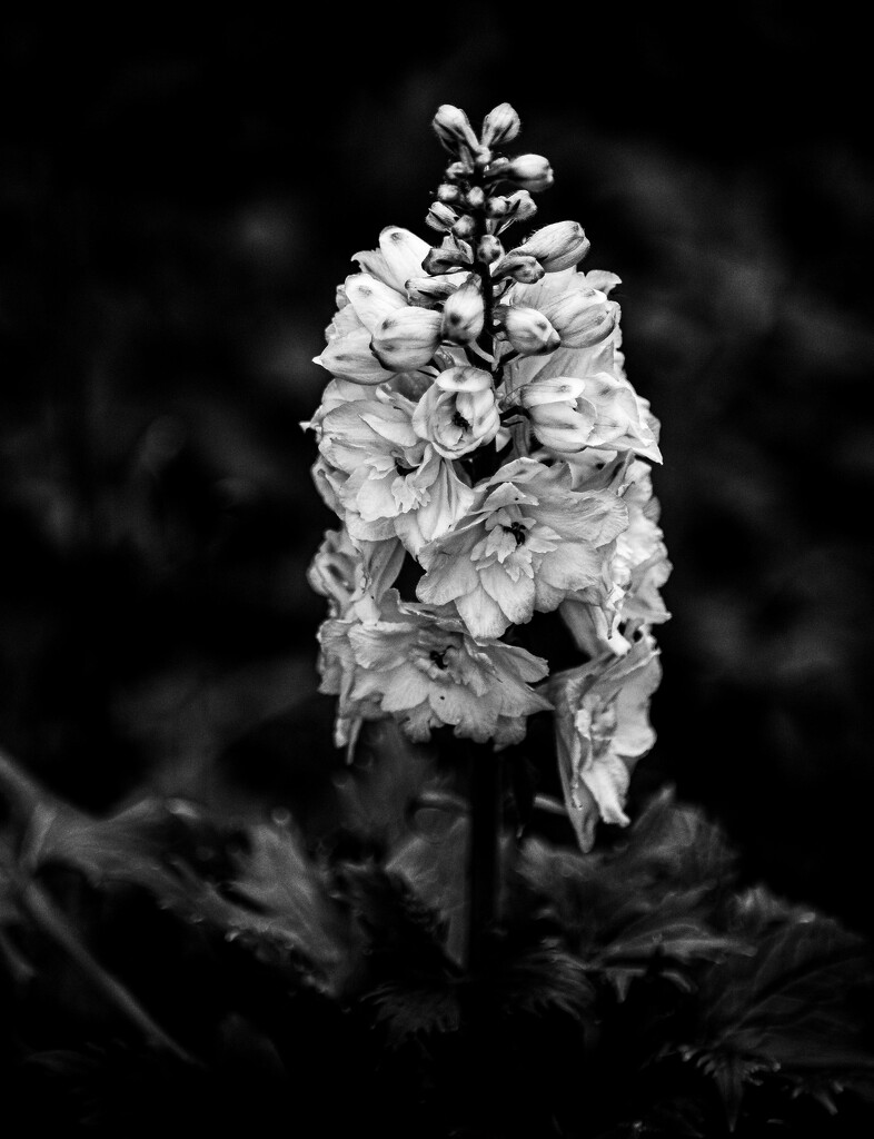 Lupine by darchibald