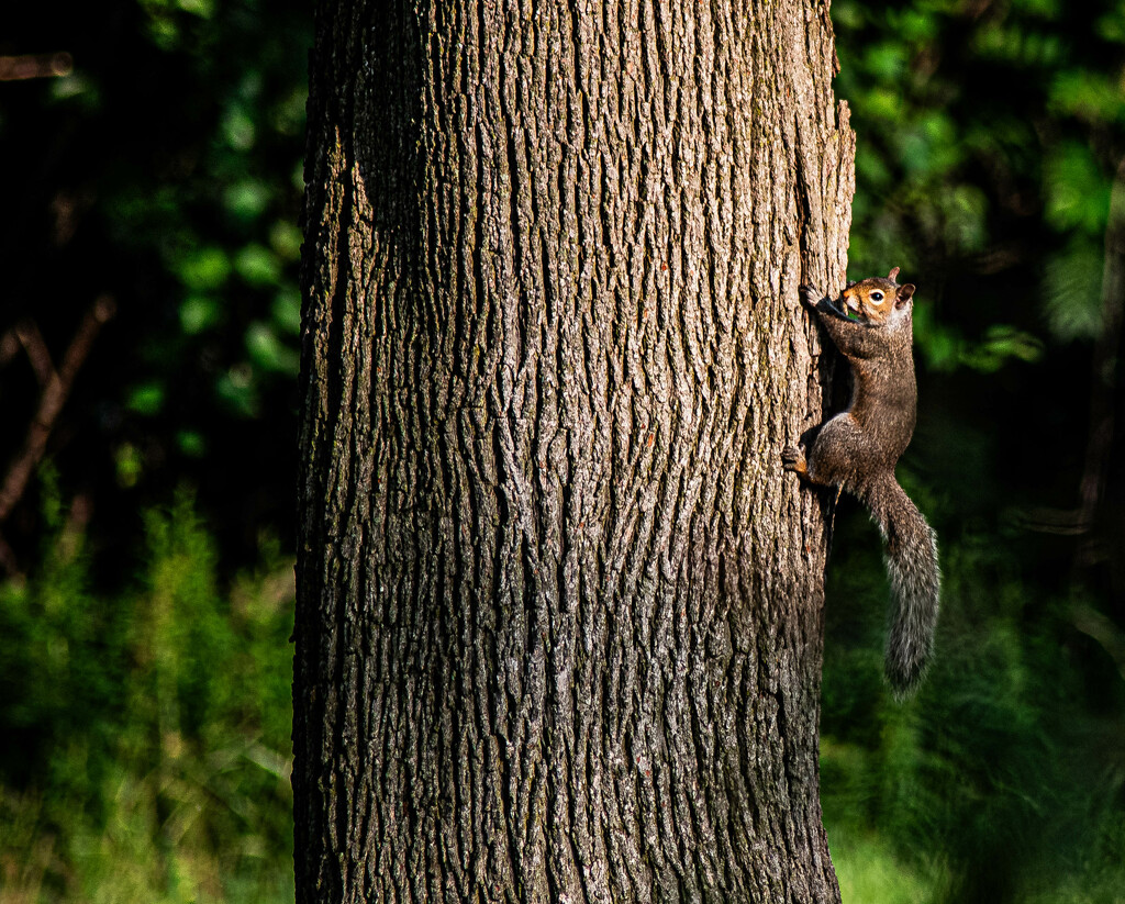 Squirrel by darchibald