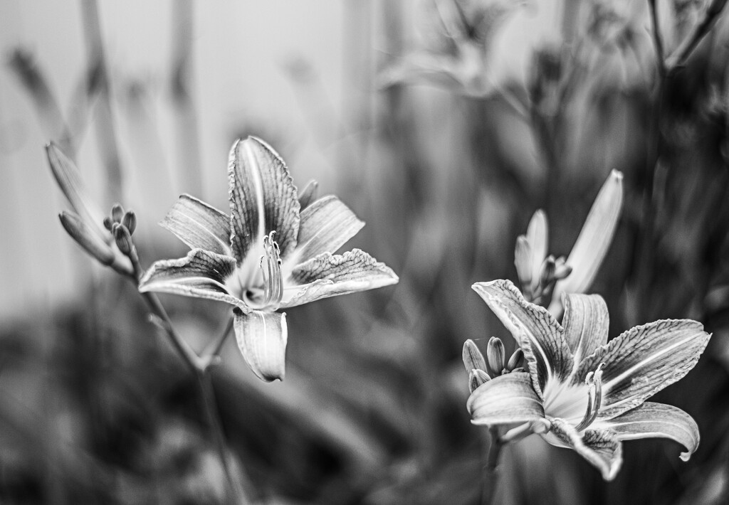 Day lilies-2 by darchibald